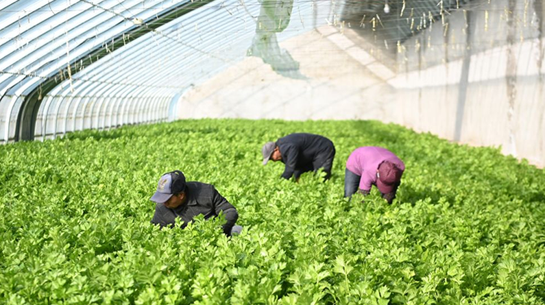 甘肃泾川：设施蔬菜冬季生产管理忙