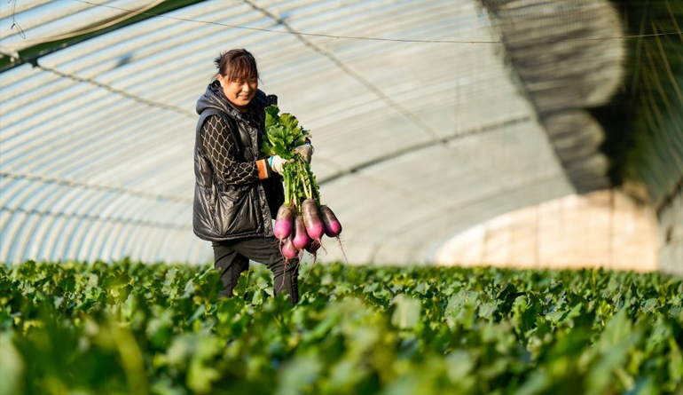 河北滦州：高效设施农业助农冬季增收
