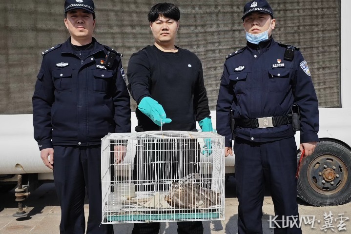 秦皇岛：海防民警救助一只国家二级保护动物红隼