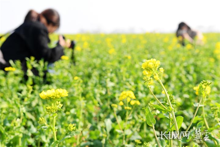  Guangping, Handan: Rape Blossoms, Spring Scenery is Picturesque