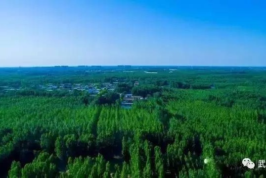  Hengshui completed 114900 mu of afforestation in the first quarter