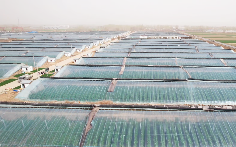 河北文安：推动农业产业化