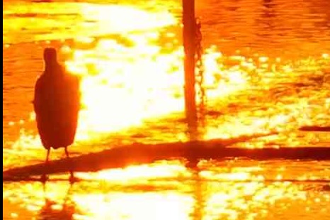 衡水湖：鹭影夕阳
