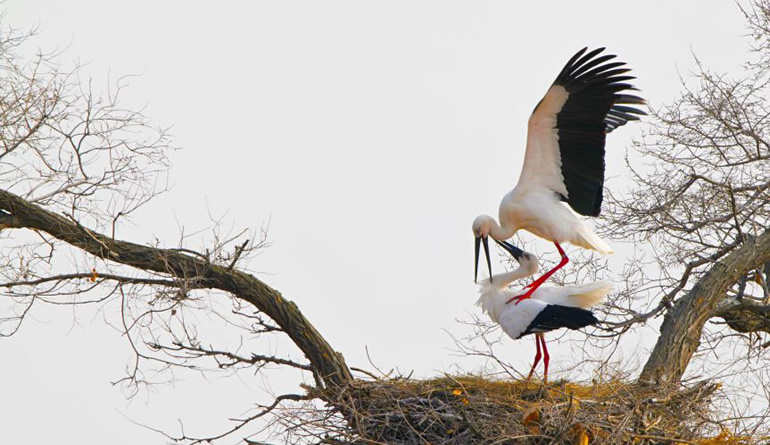  Zhalong Love Story of "Couple" of Oriental White Stork