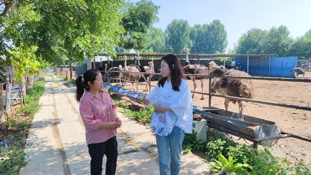 河北望都：鸵鸟特色养殖上网“加速跑”