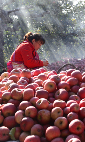 河北望都：苹果熟了 果农笑了