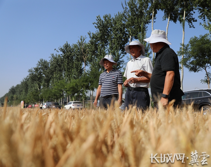 在晋州市周家庄乡的四新现代农业融合千亩示范田里,郭进考(中)与