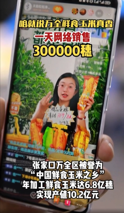 日销近300000穗！万全鲜食玉米真“香”