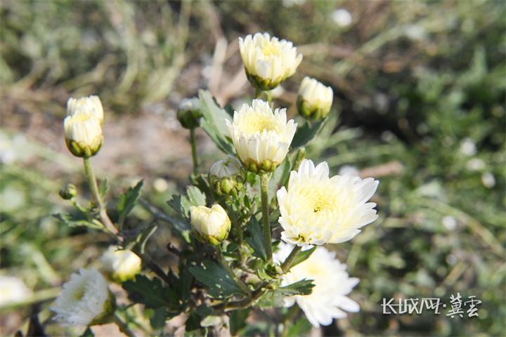 邯郸广平：金秋时节采菊忙