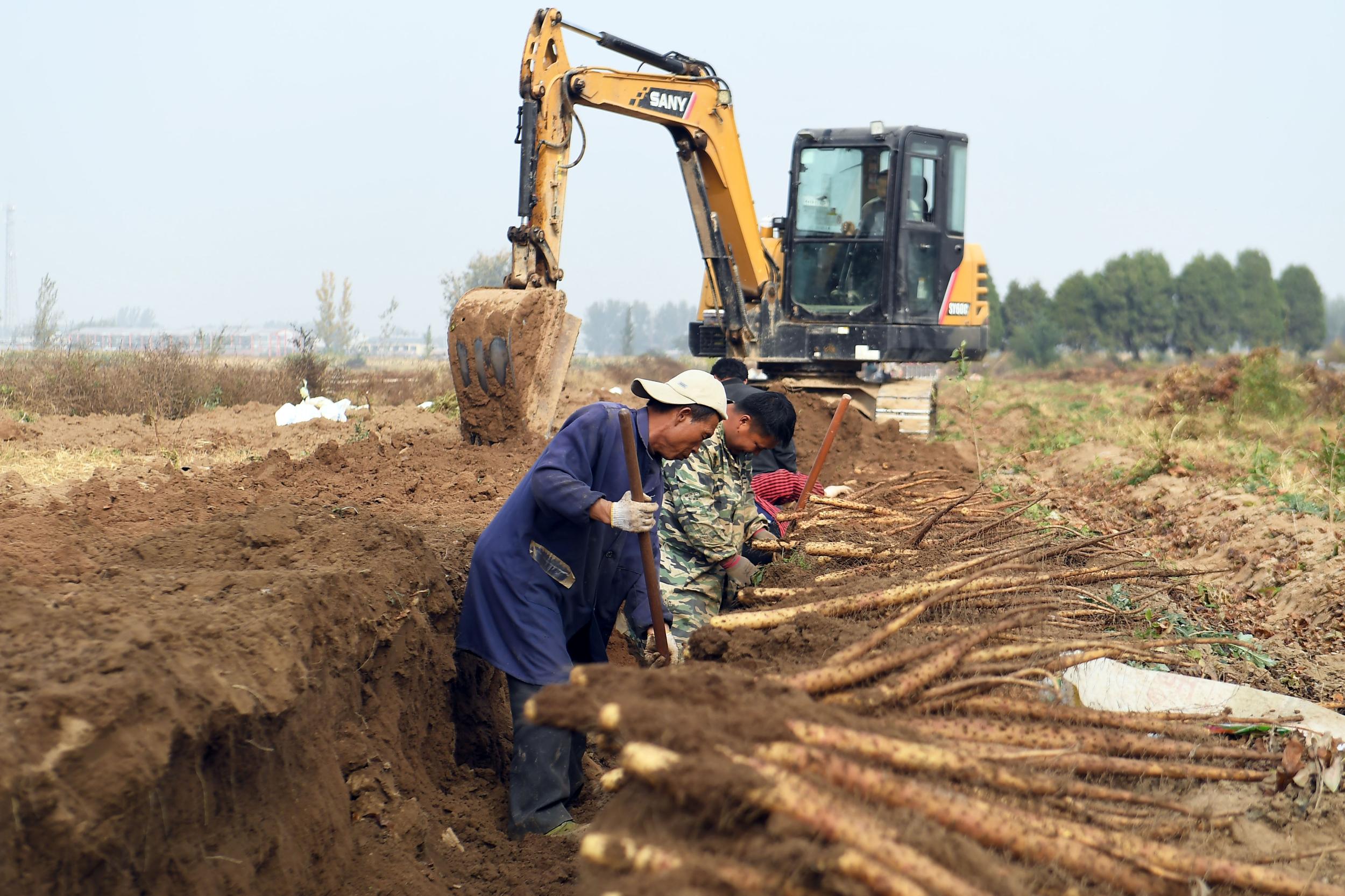 廊坊大城：山药收获正当时