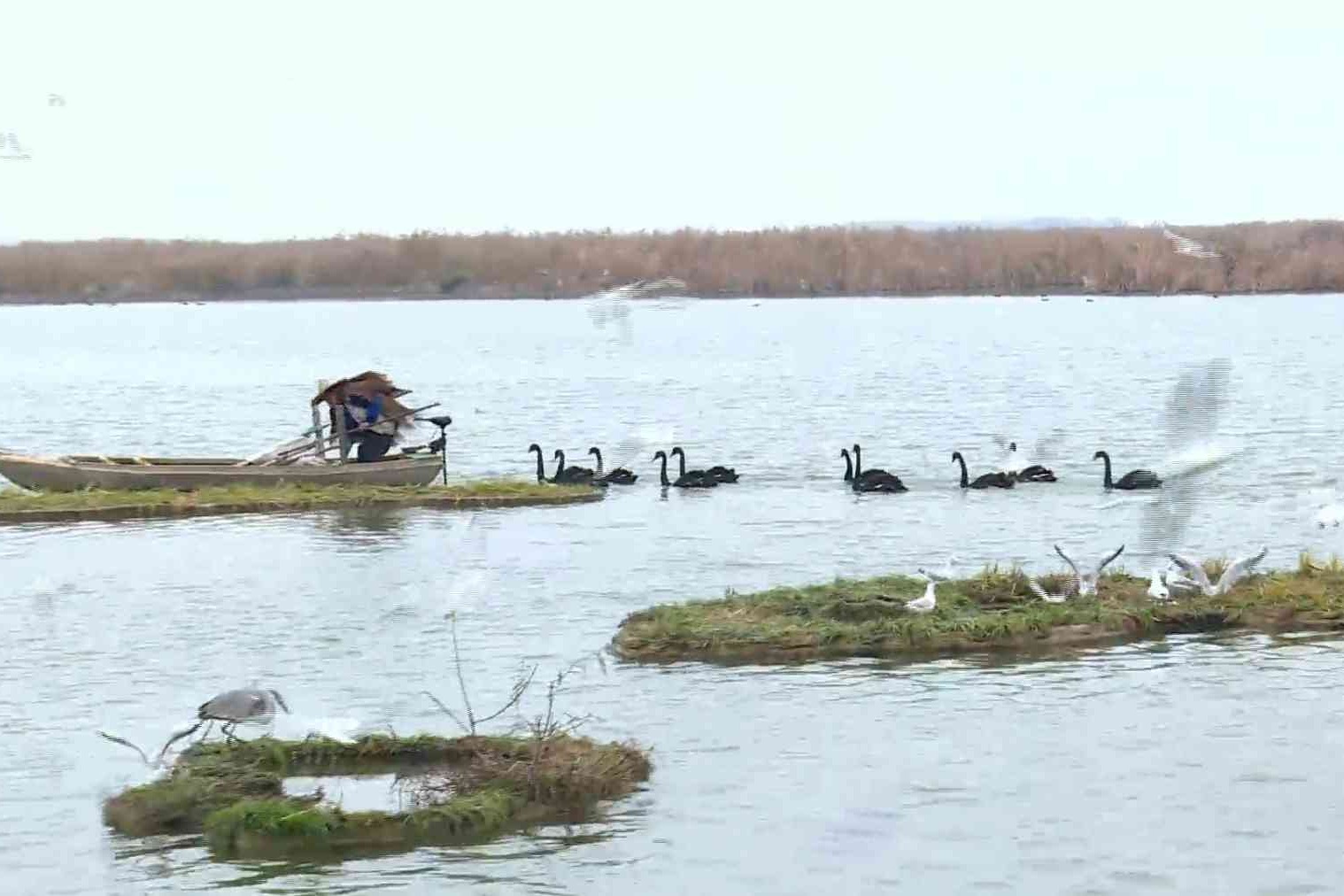 衡水湖景区樱花岛：初冬向美而行 感受别样冬韵